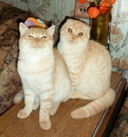 Мраморные британские и шотландские котята