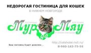 Гостиница для кошек в Нижнем Новгороде «Мур-Да-Мяу»