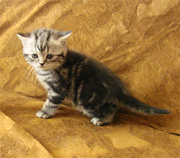 Британские короткошерстные котята великолепных породных качеств