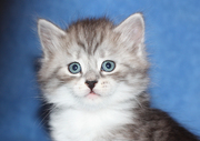 Сибирские котята серебрунчики из питомника  Из Лунной Серенады