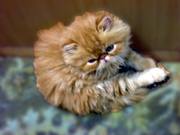 Шикарные персидские и экзотические короткошёрстные котята. 