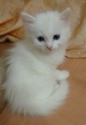 Белоснежный котик  турецкой магической
