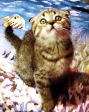 Прекрасный клубный котик скоттиш-фолд брид-класса,  окрас Вискас 