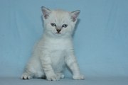 Голубоглазый шотландский котенок.