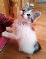 Маленький красивый пушистый котенок (девочка) в добрые руки