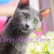 Iris Sheer Love/русский голубой котенок /Чемпиона Мира WCF/Краснодар 