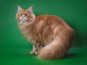 Котенок Мейн-кун,  рыжий красавец.